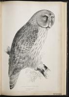 Great Gray Owl, chouette lapone, Great Grey Owl plate 42