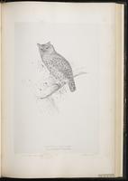 Eurasian Scops Owl plate 41