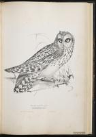 Short-eared Owl, Búho cuerno corto, hibou des marais plate 40