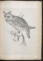 Long-eared Owl, Búho cara café, hibou moyen-duc plate 39