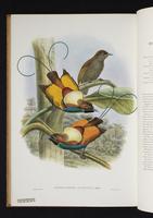 Monograph of the Paradiseidae, 1:209