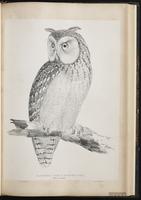Pharaoh Eagle-Owl plate 38