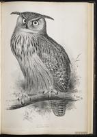 Eurasian Eagle-Owl plate 37