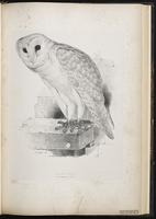 Barn Owl, Common Barn-Owl, effraie de clochers, Lechuza de campanario plate 36