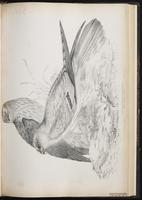 Montagu's Harrier plate 35