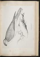 Pallid Harrier plate 34