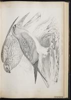 Northern Harrier, K123Busard Saint-Martin, Gavilán rastrero plate 33