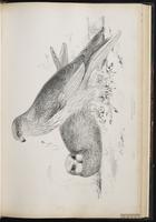 Western Marsh Harrier, Busard des roseaux plate 32