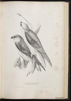 Black-shouldered Kite, Black-winged Kite plate 31