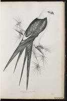 American Swallow-tailed Kite, Milan à queue fourchue, Milano tijereta, Swallow-tailed Kite plate 30