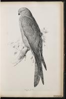 Black Kite, Milan noir plate 29