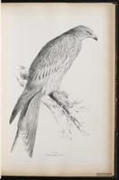 Red Kite plate 28