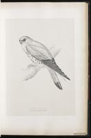 Lesser Kestrel plate 27
