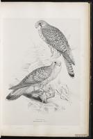 Common Kestrel, Eurasian Kestrel, Faucon crécerelle plate 26