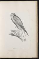 Sooty Falcon plate 25