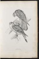 Merlin. Faucon émerillon, Halcón esmerejón plate 24