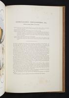 Monograph of the Paradiseidae, 1:206