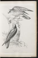 Red-footed Falcon, Faucon kobez plate 23