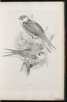 Eurasian Hobby, Faucon hobereau, Northern Hobby plate 22