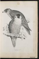 Peregrine Falcon, Faucon pèlerin, faucon pélerin, Halcón peregrino plate 21