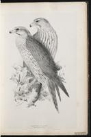 Lanner Falcon plate 20