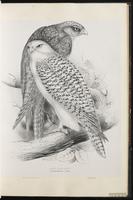 Faucon gerfaut, Gyrfalcon plate 19