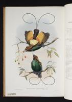 Monograph of the Paradiseidae, 1:205