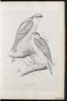 Eurasian Sparrowhawk plate 18