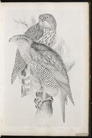 Northern Goshawk, Autour des palombes, Gavilán azor plate 17