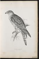 European Honey Buzzard plate 16
