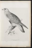 Rough-legged Buzzard, Rough-legged Hawk, Roughleg, Aguililla ártica, Buse pattue plate 15