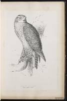 Swainson's Hawk, Aguililla de Swainson, Buse de Swainson plate 14