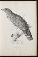 Short-toed Snake Eagle plate 13