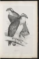 Osprey, Western Osprey, Balbuzard pêcheur, Gavilán pescador plate 12