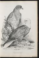 Bald Eagle, Águila cabeza blanca, Pygargue à tête blanche plate 11