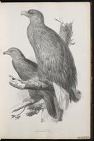 White-tailed Eagle, Pygargue à queue blanch plate 10