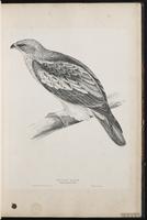 Booted Eagle plate 9
