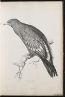 Lesser Spotted Eagle plate 8