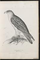 Bonelli's Eagle plate 7