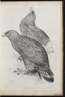 Golden Eagle, Águila real, Aigle royal plate 6