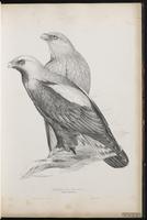 Asian Imperial Eagle, Eastern Imperial Eagle plate 5