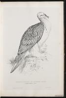 Bearded Vulture plate 4