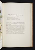 Monograph of the Paradiseidae, 1:202