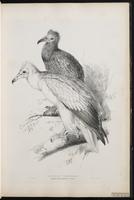 Egyptian Vulture plate 3