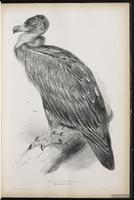 Cinereous Vulture plate 2