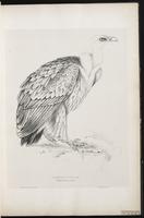 Griffon Vulture plate 1