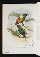 Monograph of the Paradiseidae, 1:201