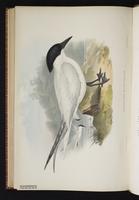 Gull-billed Tern, Charrán pico grueso,Sterne hansel plate 81