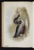 Australasian Shoveler plate 80