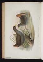 Plain Bush-hen plate 79